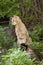 Attentive house cat / Felis catus outdoors