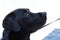 Attentive labrador retriever - portrait