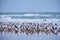 Attentive Laughing Gull surrounded by many other sleeping.  Florida beach