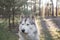 Attentive look of a dog observing the forest