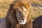 Attentive look of the lion. Masai Mara, Kenya