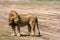 Attentive look of the lion. Sandy savanna of Serengeti, Tanzania