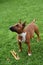 Attentive miniature bull terrier guards his bone