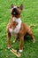 Attentive miniature bull terrier guards his bone