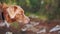 An attentive Nova Scotia Duck Tolling Retriever listens intently