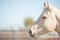 Attentive Palomino horse