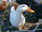 An attentive pekin duck looking with its head to the side