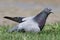 Attentive pigeon surrounded by grass