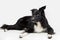 Attentive purebred border collie dog lying on the floor one ear bent, full length portrait looking to camera isolated over white