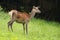 Attentive red deer hind looking aside and listening with interest in summer