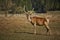 Attentive red deer stag