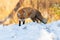 Attentive red fox crouching on meadow in winter.