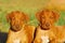 Attentive Ridgeback pups