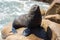 Attentive seal on rock