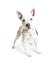 Attentive Spotted Bull Terrier Crossbreed Dog