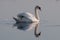 Attentive swan portrait reflected on the lake\'s surface