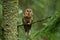 Attentive tawny owl looking to camera in forest on green background