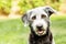 Attentive Terrier Dog Outdoors Close-Up