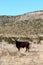 Attentive Texas Longhorn cattle in steppe landscape with long horns - beautiful majestic animal