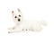 Attentive West Highland Terrier Dog Laying