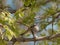 Attentive White-Crowned Sparrow in Tree