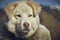 Attentive white sheepdog portrait