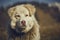 Attentive white sheepdog portrait