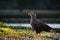 Attentive white-tailed eagle standing on a riverbank near water backlit