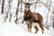 Attentive wild female mouflon sheep standing in snow in winter forest.