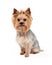 Attentive Yorkshire Terrier Dog Sitting