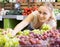 attentive young female seller holding bunch of grapes on market