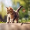 Attentive young kitten cat playing with a butterfly, blurred garden background.