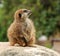 Attentive Young Meerkat