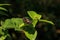 Atthis butterfly Heliconius atthis sits on a leaf in a garden