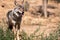 Attica zoological park. European Grey Wolf. Canis Lupus