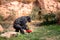 Attica Zoological Park. Walking Chimpanzee carrying some fruits in its mouth and in its hands