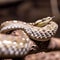 attlesnakes patiently lie in wait for unsuspecting prey to pass by