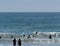 Attracted by the huge crowds at the Zuma Beach in Malibu, California, on the Memorial Day, a small pod of dolphins gets close to t