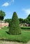 Attractions of the Peterhof Museum-reserve. A tall Thuja tree is trimmed with a cone in the garden of Marli.