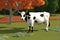 Attractive 3D Rendered Scene: Charismatic Cow in a Captivating Composition