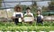 Attractive agriculturists harvesting green oak and lettuce together at green house farm. Asian farmers work in