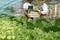 Attractive agriculturists harvesting green oak and lettuce together at green house farm. Asian farmers work in