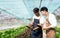 Attractive agriculturists harvesting green oak and lettuce together at green house farm. Asian farmers work in