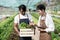 Attractive agriculturists harvesting green oak and lettuce together at green house farm. Asian farmers work in