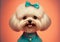 Attractive cheerful cute lovely groomed charming dog, animals, pets