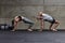 An attractive couple in the gym engaging in various stretching exercises together, showcasing their dedication to