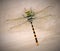 Attractive Dragonfly taking rest at roof top of a building