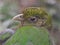 Attractive Engaging Green Catbird in Closeup.
