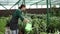 Attractive female farmer watering bushes in greenhouse using watering can. Woman taking care of plants