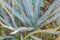 Attractive glaucous-gray leaves of Agave attenuata, Foxtail agave, natural floral background. Sowing landscape fertile